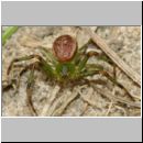 Diaea dorsata - Gruene Krabbenspinne 01a 6mm.jpg